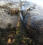 Dead tree